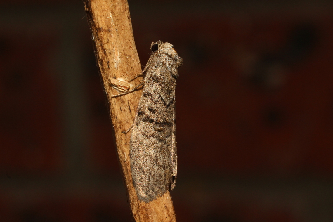 Gum Leaf Skeletonizer - Uraba lugens Attracted to UV light.  April 2023,Australia,Eamw Moth,Encounter Bay SA,Fall,Geotagged,Gum Leaf Skeletonizer,UVL,Uraba ew,Uraba lugens