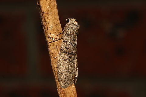Gum Leaf Skeletonizer - Uraba lugens Attracted to UV light.  April 2023,Australia,Eamw Moth,Encounter Bay SA,Fall,Geotagged,Gum Leaf Skeletonizer,UVL,Uraba ew,Uraba lugens
