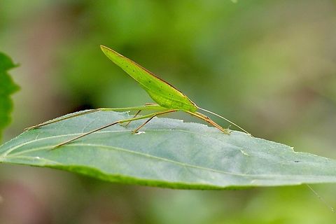 Pectinated Bushcricket -Genus - Ducetia  Australia,Geotagged,Winter