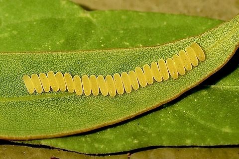 Leaf beetle eggs ,deposited ont a eucalyptus leaf.  Australia,Geotagged,Summer