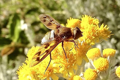 Ligyra cingulata Unidentified. Australia,Geotagged,Ligyra cingulata,Spring