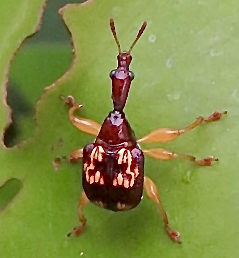 Leaf rolling weevil -Subfamily- Apoderinae: An old one from Vietnam ( observed 1.5.2013) Geotagged,Spring,Vietnam