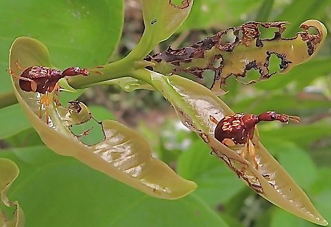 Leaf rolling weevil -Subfamily- Apoderinae:                                 Geotagged,Spring,Vietnam