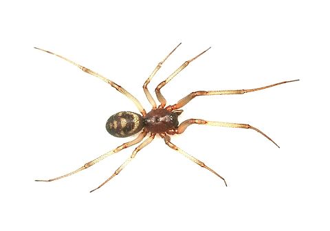 Cupboard spider or False black widow - Steatoda grossa Attracted to UV light. Australia,Cupboard spider,Fall,Geotagged,Steatoda grossa