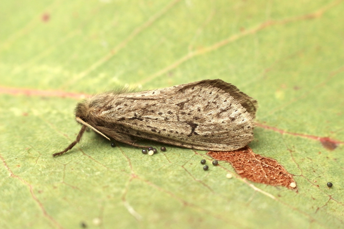 Fraus crocea The distribution for Fraus crocea is listed for NSW and Victoria ,but not for South Australia. At this stage I do think that it is Fraus crocea . Australia,Eamw moth,Fall,Fraus,Fraus crocea,Geotagged