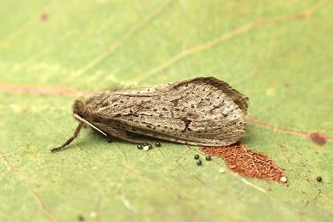 Fraus crocea The distribution for Fraus crocea is listed for NSW and Victoria ,but not for South Australia. At this stage I do think that it is Fraus crocea . Australia,Eamw moth,Fall,Fraus,Fraus crocea,Geotagged
