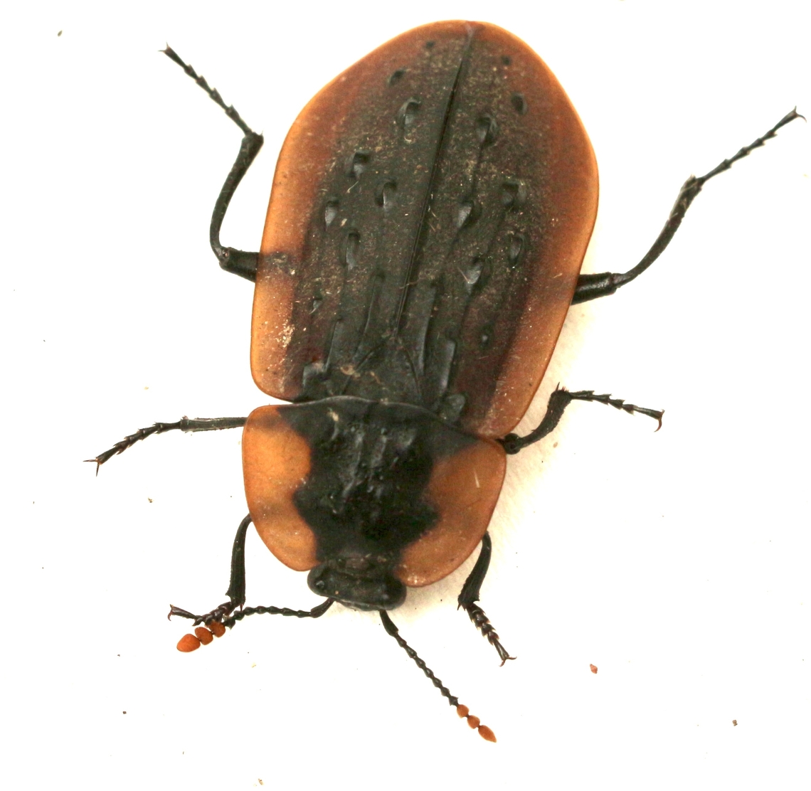 Carrion beetle - Ptomaphila lacrymosa Attracted to UV light Australia,Fall,Geotagged,Ptomaphila lacrymosa