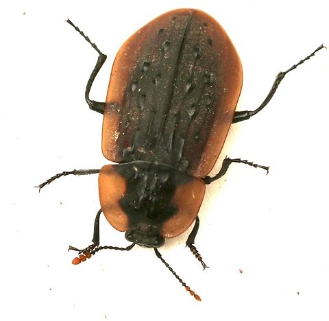 Carrion beetle - Ptomaphila lacrymosa Attracted to UV light Australia,Fall,Geotagged,Ptomaphila lacrymosa