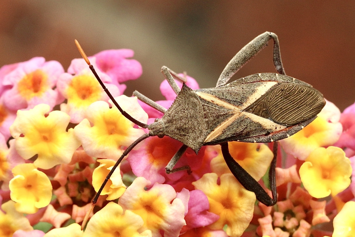 Crusader Bug - Mictis profana  Australia,Crusader Bug,Fall,Geotagged,Mictis profana