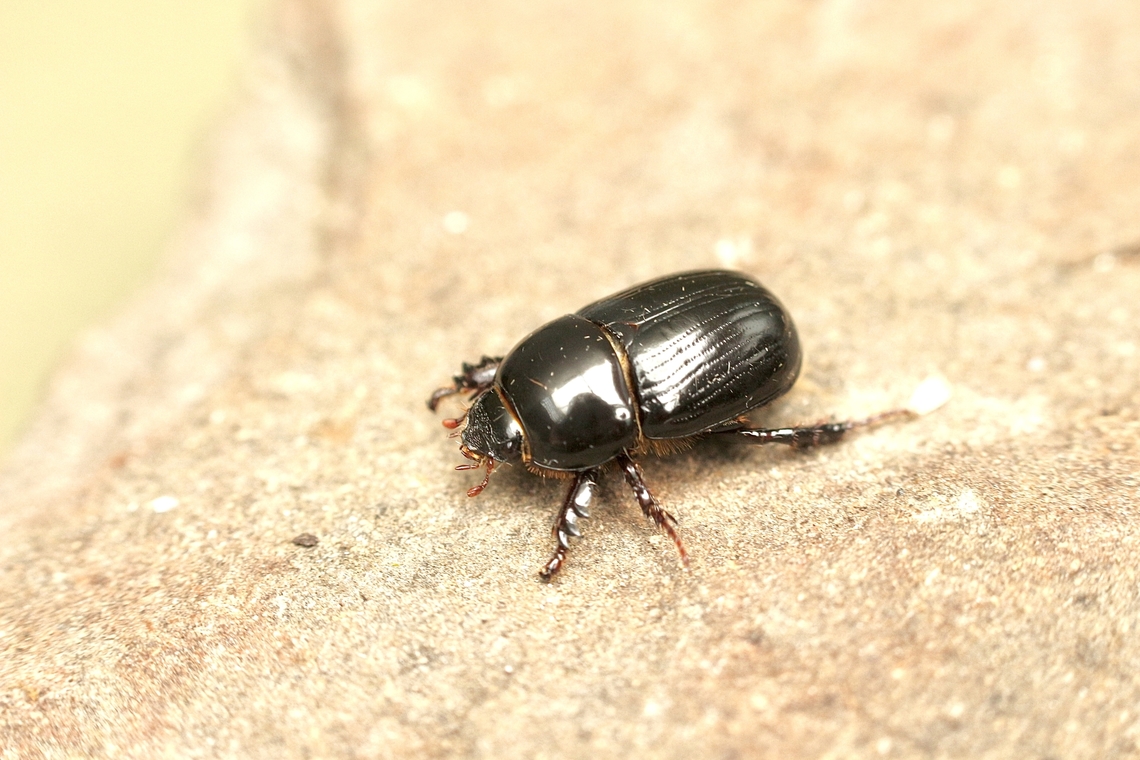 Beetle in Genus Heteronychus Attracted to UV light  Australia,Eamw beetles,Encounter Bay SA,Fall,Geotagged