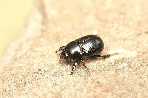 Beetle in Genus Heteronychus Attracted to UV light  Australia,Eamw beetles,Encounter Bay SA,Fall,Geotagged