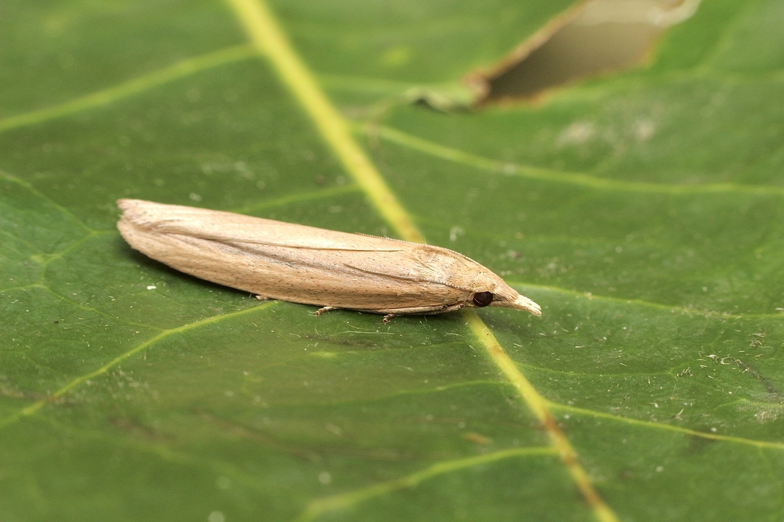Moth in Genus Meyriccia Attracted to UV light  Australia,Eamw moth,Fall,Geotagged,Meyriccia