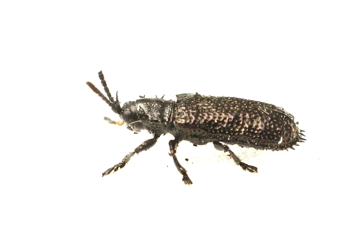 Hispellinus multispinosus Small beetle living on reeds near fresh water ( Beetle approximately 3-4 mm) Australia,Fall,Geotagged,Hispellinus multispinosus