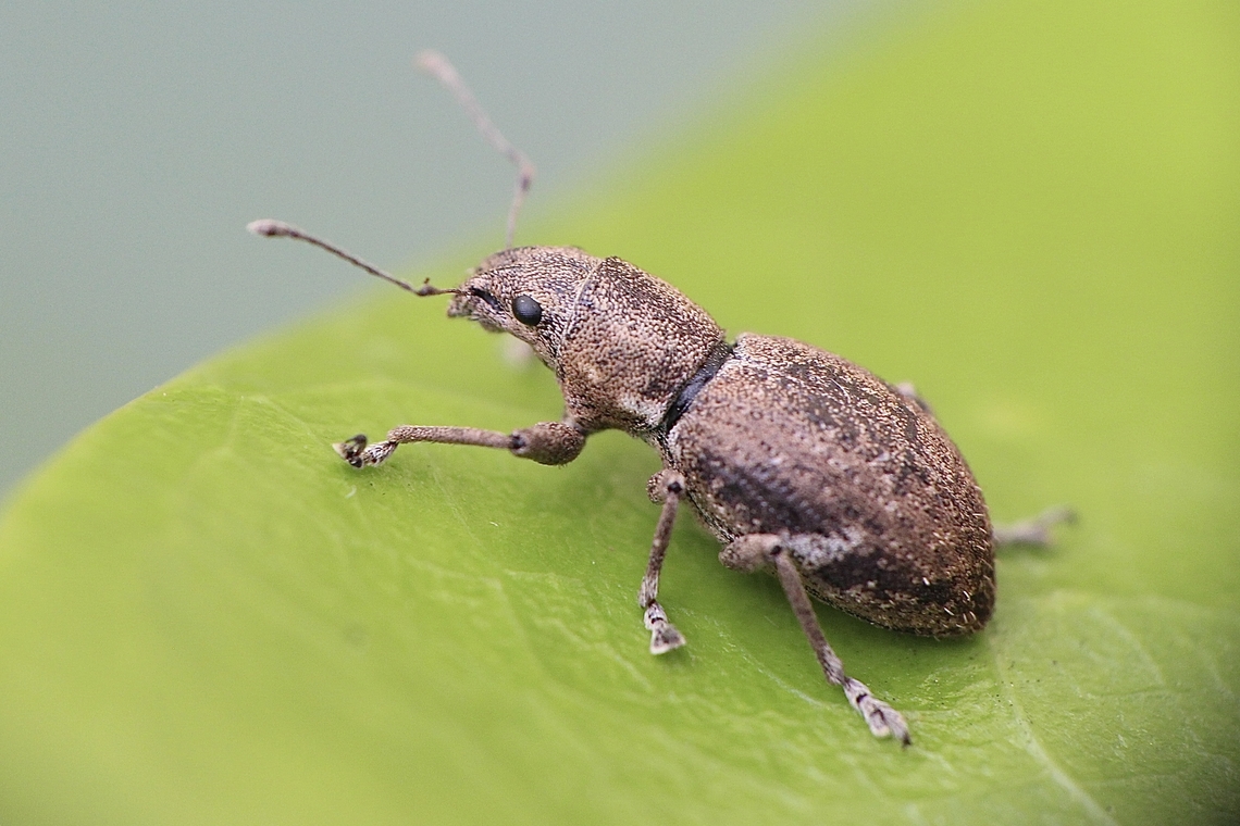 Fuller&rsquo;s Rose Weevil - Pantomorus cervinus Attracted to UV light Australia,Fall,Fuller's Rose Weevil,Geotagged,Pantomorus cervinus