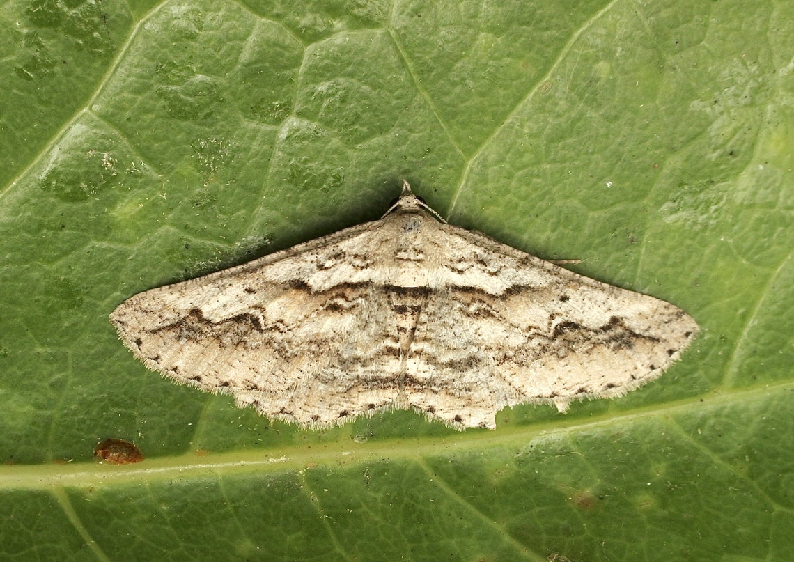 Forest bark moth Syneora mundifera Attracted to UV light. Australia,Eamw moth,Fall,Geotagged,Syneora,Syneora mundifera