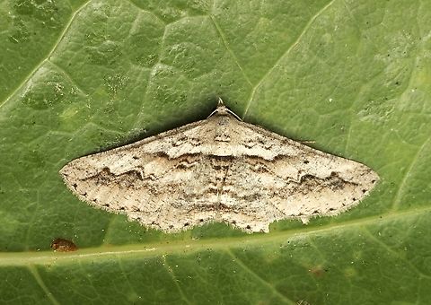 Forest bark moth Syneora mundifera Attracted to UV light. Australia,Eamw moth,Fall,Geotagged,Syneora,Syneora mundifera