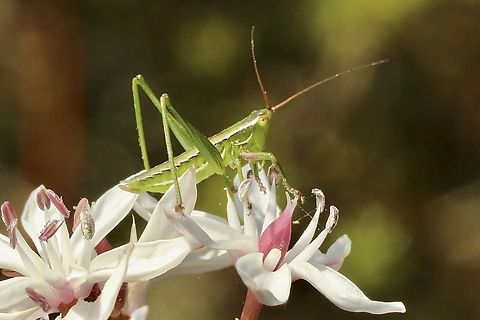 Marauding shield-backed katydid