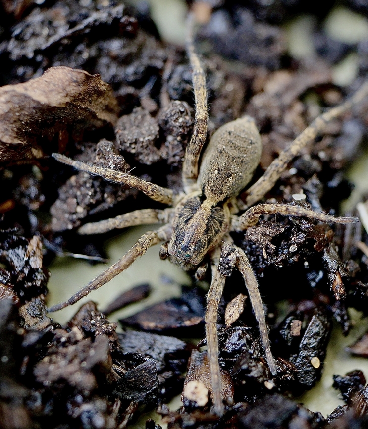 Unidentified species of Wolf spider  Australia,Fall,Geotagged