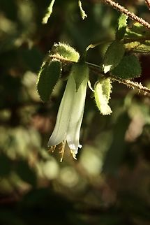 South Australian green correa  Australia,Correa calycina,Fall,Geotagged,South Australian green correa