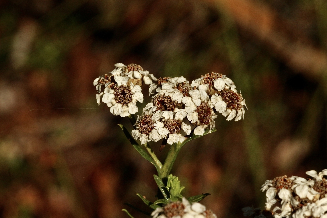 Ixodia achillaeoides alata  Australia,Fall,Geotagged,Ixodia  achillaeoides,Ixodia achillaeoides