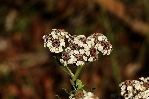 Ixodia achillaeoides alata  Australia,Fall,Geotagged,Ixodia  achillaeoides,Ixodia achillaeoides