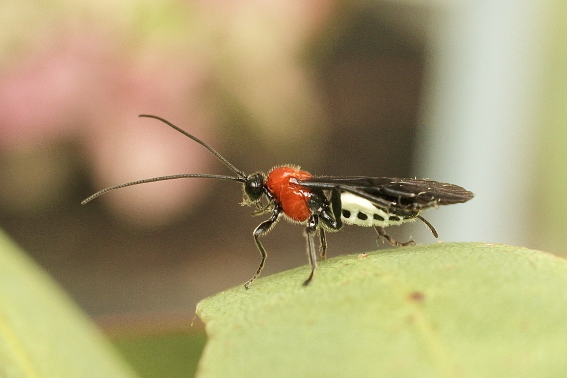 Unidentified Braconid wasp in genus Callibracon 8 mm body length approximately. Australia,Fall,Geotagged