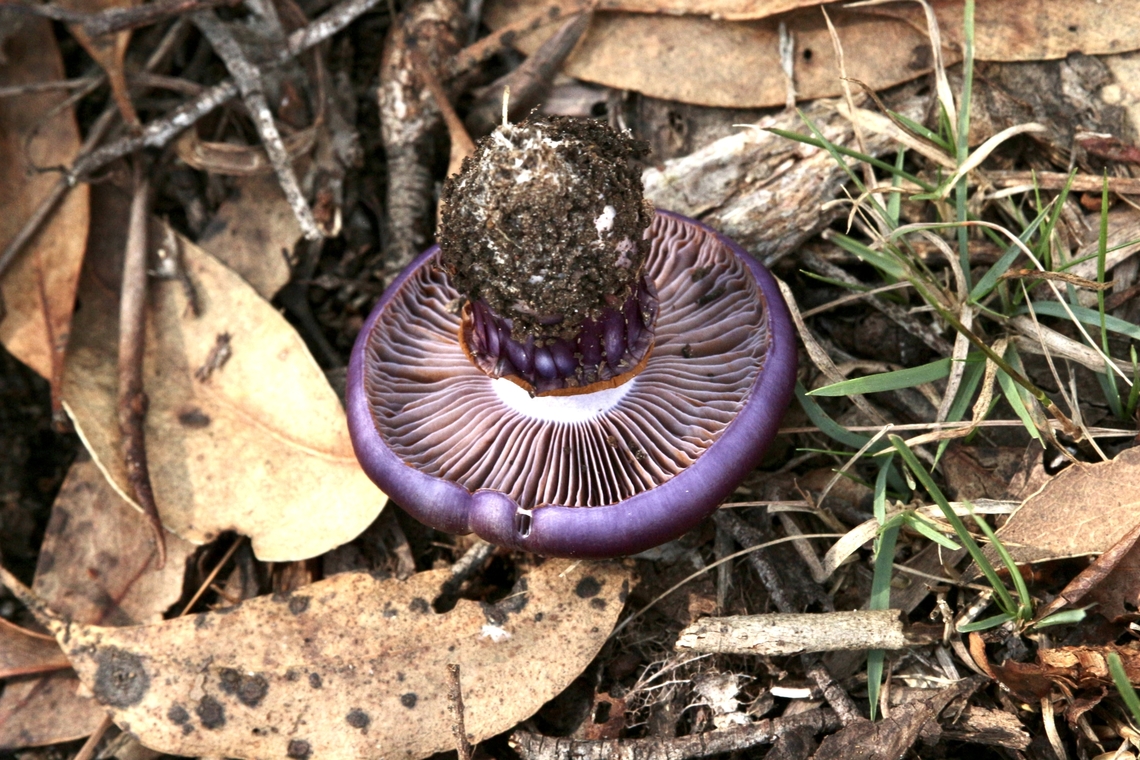 Emperor Cortinarius - Cortinarius archeri Gill Formation Australia,Cortinarius archeri,Emperor Cortinar,Fall,Geotagged