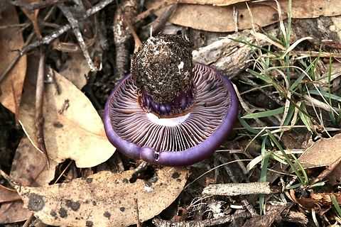 Emperor Cortinarius - Cortinarius archeri Gill Formation Australia,Cortinarius archeri,Emperor Cortinar,Fall,Geotagged