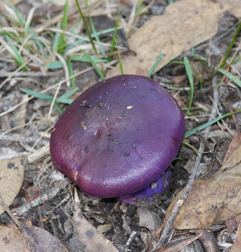 Emperor Cortinarius - Cortinarius archeri Growing in Eucalyptus forest Australia,Cortinarius archeri,Emperor Cortinar,Fall,Geotagged