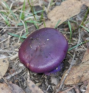 Emperor Cortinarius - Cortinarius archeri Growing in Eucalyptus forest Australia,Cortinarius archeri,Emperor Cortinar,Fall,Geotagged