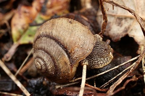 Cupedora bednalli Found in soil under a rock in eucalyptus forest. Australia,Cupedora bednalli,Fall,Geotagged