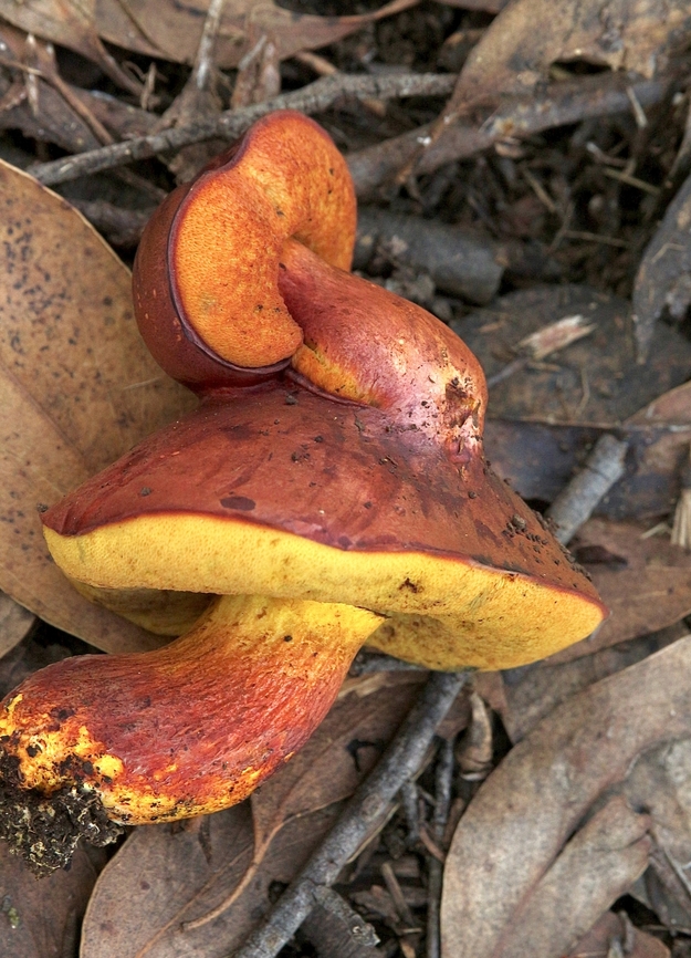 Subfamily Xerocomoideae Never seen a mushroom growing out of the cap of another one. Australia,Fall,Geotagged