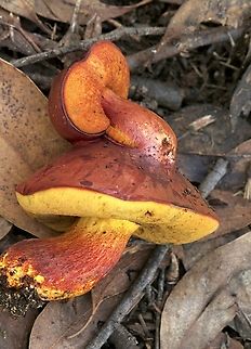 Subfamily Xerocomoideae Never seen a mushroom growing out of the cap of another one. Australia,Fall,Geotagged