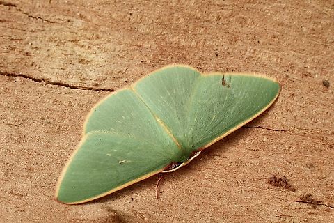 Chlorocoma dichloraria Attracted to UV light April 2023,Australia ew,Chlorocoma dichloraria,Chlorocoma ew,Eamw emerald moth,Eamw moth,Encounter Bay SA,SA AUST,adult moth