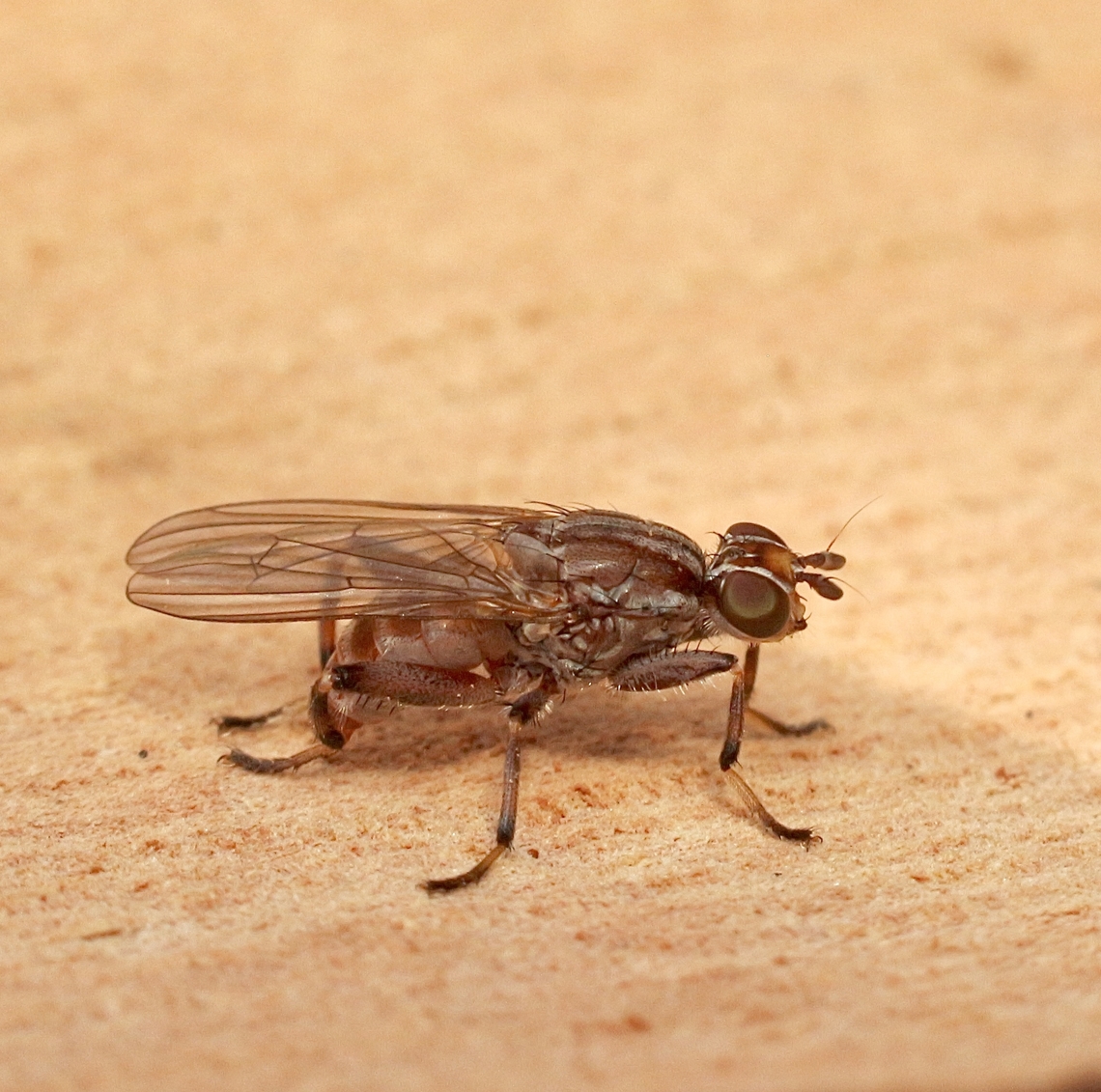 Tapeigaster nigricornis Attracted to UV light  Australia,Fall,Geotagged,Tapeigaster nigricornis,eamw flies