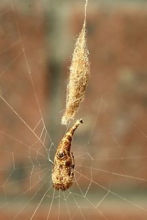 Scorpion-tailed Spider - Arachnura higginsi Female with her egg sack  Arachnura higginsi,Australia,Fall,Geotagged,Scorpion-tailed Spider