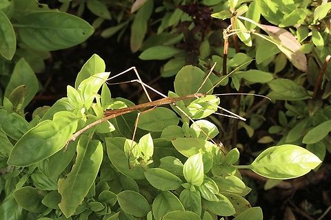 Margin-winged stick insect - Ctenomorpha marginipennis Attracted to UV light Australia,Ctenomorpha marginipennis,Fall,Geotagged,Margin-winged stick insect