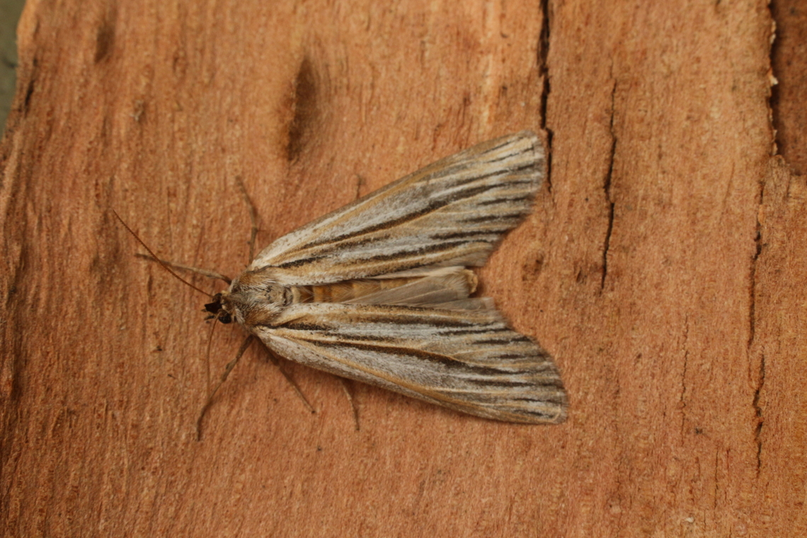 Brown pasture looper - Ciampa arietaria Attracted to UV light Australia,Ciampa,Ciampa arietaria,Eamw moth,Encounter Bay SA,Encounter Bay moth,Fall,Geotagged,UVL