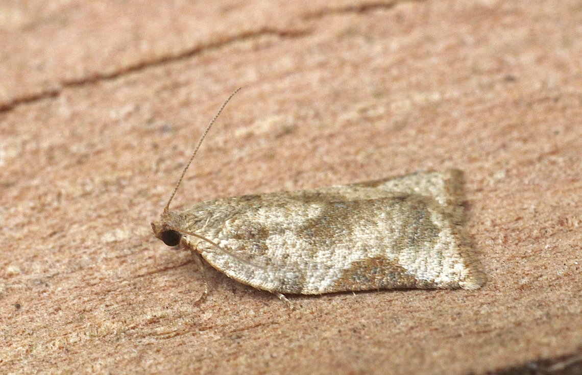 Anisogona similana Attracted to UV light Anisogona,Anisogona ew,Anisogona similana,April2023,Australia,Eamw moth,Encounter Bay SA,Encounter Bay moth,Fall,Geotagged,UVL