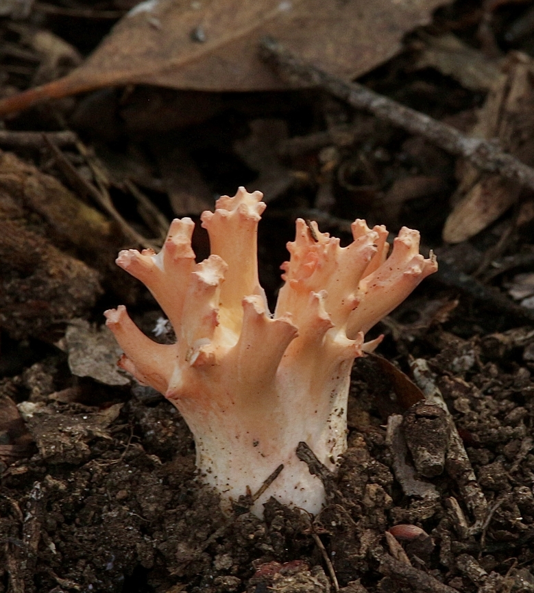 Coral fungus - genus Ramaria  April,Australia,Corals,Eamw coral fungi,Eamw fungi,Fall,Geotagged,Spring Mount Conservation Park