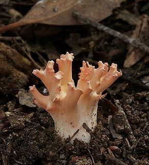 Coral fungus - genus Ramaria  April,Australia,Corals,Eamw coral fungi,Eamw fungi,Fall,Geotagged,Spring Mount Conservation Park