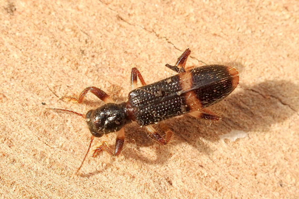 Notopilo congruus  April 2023,Australia,Eamw beetles,Fall,Geotagged,Myponga Conservation Park South Australia,Notopilo congruus