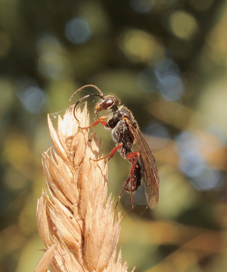 Thynnid Flower Wasps Family Thynnidae  April 2023,Australia,Eamw wasps,Fall,Geotagged,Myponga Conservation Park South Australia