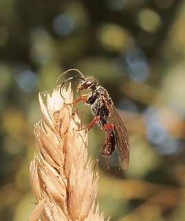 Thynnid Flower Wasps Family Thynnidae  April 2023,Australia,Eamw wasps,Fall,Geotagged,Myponga Conservation Park South Australia