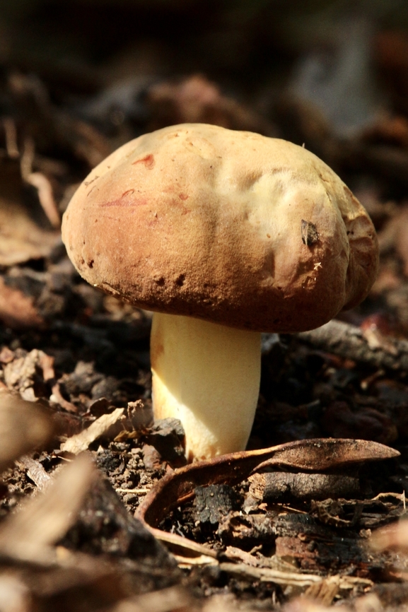 Boletes Family Boletaceae  Australia,Eamw bolete,Eamw fungi,Fall,Geotagged