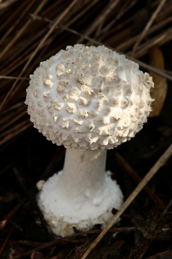 Amanita pyramidifera  Amanita pyramidifera,Australia,Eamw fungi,Fall,Geotagged,Pyramid Builder Lepidella