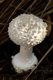 Pyramid Builder Lepidella