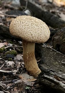 Boletellus ananiceps Growing on a decaying eucalyptus tree trunk. Australia,Boletellus ananaeceps,Eamw bolete,Eamw fungi,Fall,Geotagged,Spring Mount Conservation Park South SA