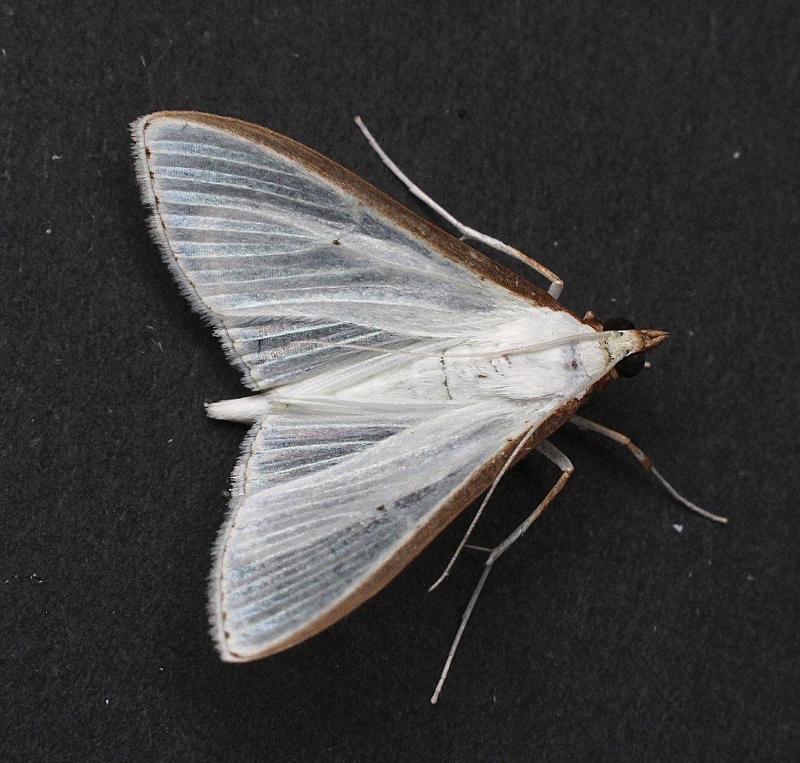 Jasmine Moth - Palpita vitrealis Attracted to UV light Australia,Eamw moth,Encounter Bay SA,Fall,Geotagged,Jasmine moth,MAY 2023,Palpita ew,Palpita vitrealis,UVL