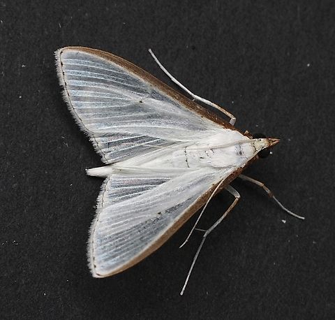 Jasmine Moth - Palpita vitrealis Attracted to UV light Australia,Eamw moth,Encounter Bay SA,Fall,Geotagged,Jasmine moth,MAY 2023,Palpita ew,Palpita vitrealis,UVL